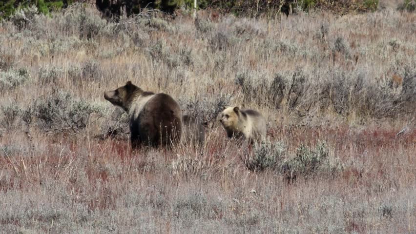Grizzly bear (Ursus arctos horribilis) cub stands up while eating roots in Grand Teton National Park.
