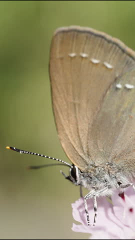 A butterfly with iridescent wings, shimmering in the sunlight, takes off from a purple flower. Macro shot, in slow motion. Vertical video.