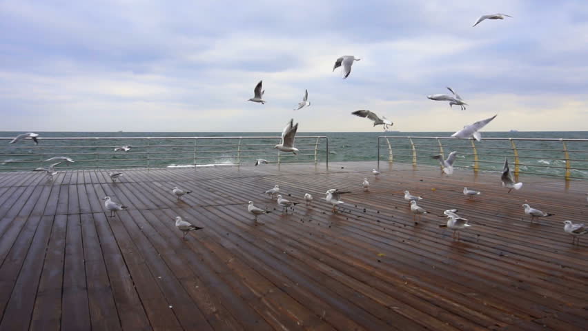 Several Seagulls Soar off the Concrete Pier. Slow Motion.