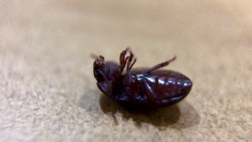 Alphitobius beetle on white tile floor. Alphitobius is a genus of dark beetles in the family Tenebrionidae. Macro Footage
