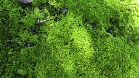 Mosses (bryophyte) on rocks, they are characteristically limited in size and prefer moist habitats. This photo also good for framework, quote, background, artwork or another project. - Powered by Shutterstock - Get 15% off with code: PIKWIZARD15