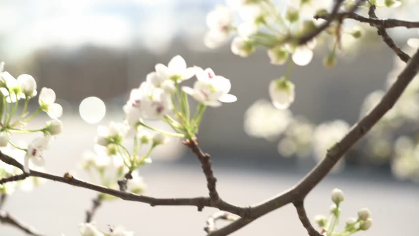 A graceful branch of blossoming plum, adorned with delicate white flowers, takes center stage. Through selective focus, every detail is accentuated, inviting viewers into a serene botanical wonderland Royalty-Free Stock Footage #3468018399