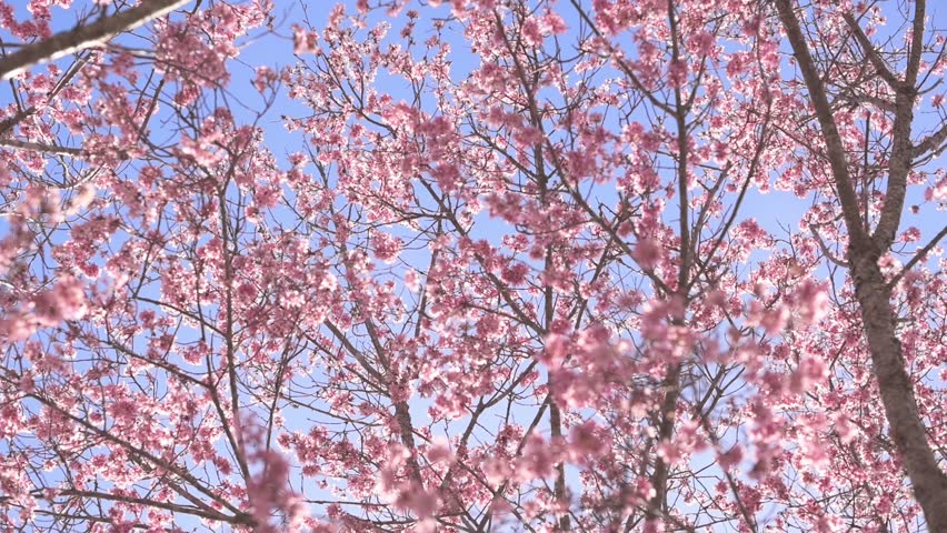 Pink blooms on trees reach for heavens, as camera captures the upward perspective. The azure sky and sunbeams create celestial backdrop, evoking sense of wonder and capturing elegance of the season Royalty-Free Stock Footage #3468019479