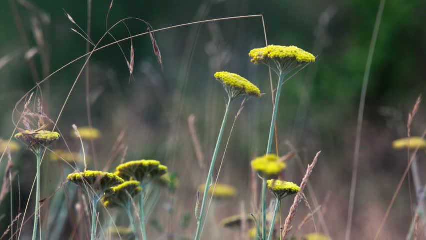 Closeup of yellow wildflowers in the mountains