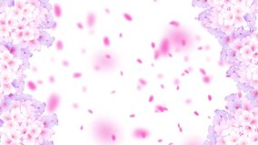 Animated video of petals dancing.sakura.