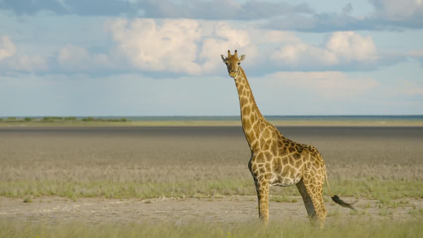 giraffe looking around in wild namibia