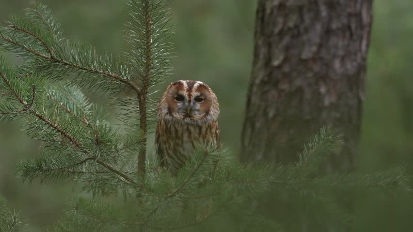 Brown owl sitting on tree stump in the dark pine forest habitat. Beautiful animal in the nature. Bird in the Sweden forest. Wildlife scene from dark spruce forest. Tawny owl hidden in the forest. 