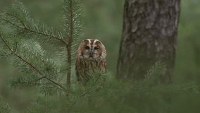 Brown owl sitting on tree stump in the dark pine forest habitat. Beautiful animal in the nature. Bird in the Sweden forest. Wildlife scene from dark spruce forest. Tawny owl hidden in the forest.  - Powered by Shutterstock - Get 15% off with code: PIKWIZARD15