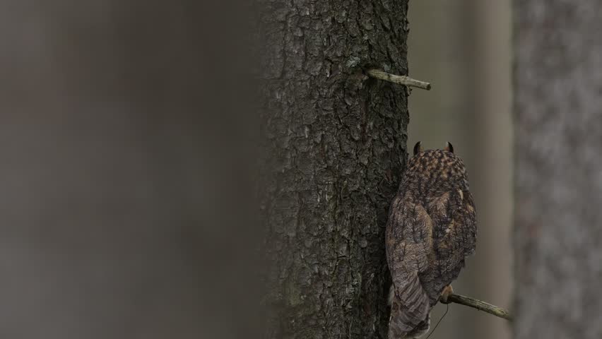 Owl in the forest. Long-eared Owl sitting on the branch in the fallen oak forest during autumn with first snow. Beautiful lichen tree with owl, Slovakia. Autumn wildlife.