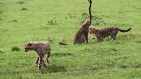 Cheetah Cubs Playing On Grass In Masai Mara, Kenya. handheld shot - Powered by Shutterstock - Get 15% off with code: PIKWIZARD15