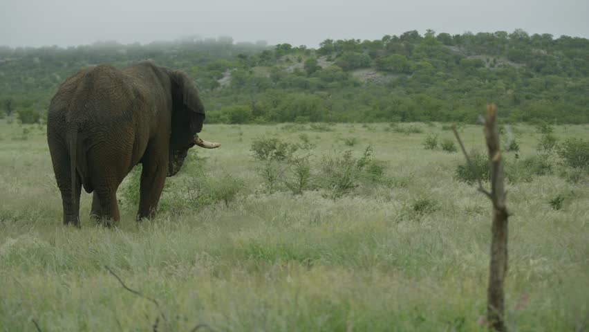 elephant from behing, eating in wild namibia, open shot