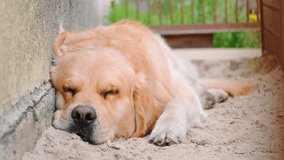 The sad golden retriever dog lies on ground in pen. View on sleeping domestic pet outdoors in cage close-up. Homeless animals. Catching stray dogs. Lonely sadness animal. Depressive mood concept. - Powered by Shutterstock - Get 15% off with code: PIKWIZARD15