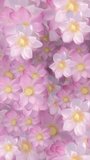 Vertical video - beautiful floral motion background animation in the style of an oil painting with sacred pink and white lotus flowers moving gently. This painted flowers background is full HD.
