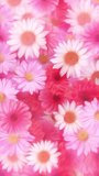 	
Vertical video - beautiful Summer nature floral motion background animation in the style of an oil painting with gently moving white daisy flowers and pink and red gerbera daisies in full bloom.