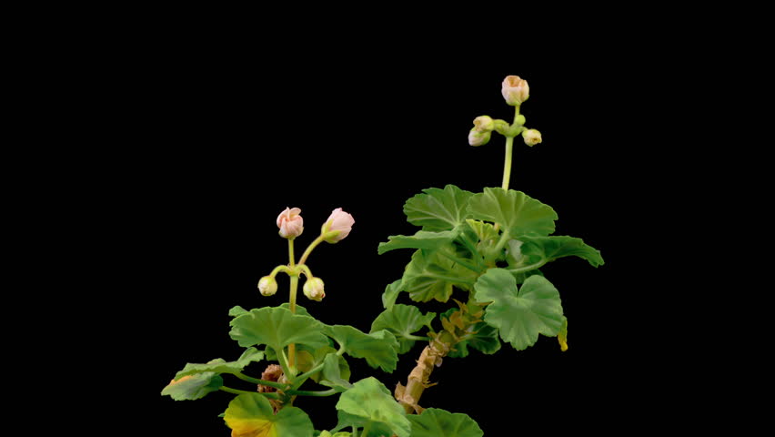 Pink Geranium Pelargonium Blossoms. Beautiful Time Lapse of Opening Pink Geranium Pelargonium Flower on Black Background. 4K.
