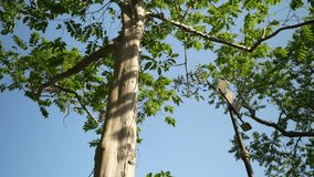 Close up of the colorful trunk of the Rainbow Eucalyptus tree. - Powered by Shutterstock - Get 15% off with code: PIKWIZARD15