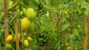 A background video showing the beauty of ripening tomatoes in a greenhouse. Evenly planted and tied bushes with vines, on which future red vegetables hang. High quality 4k footage