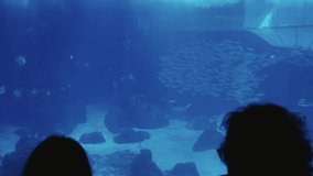 Video capturing the mesmerizing Lisbon Oceanarium, filled with diverse fishes and featuring a silhouette of a person pointing.