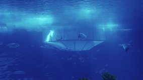 Captivating video featuring three stingray fishes gracefully swimming in tandem in the tranquil blue waters of an aquarium oceanarium.