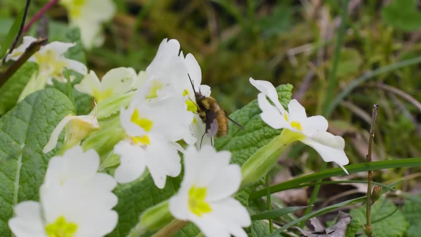 Dark-edged Bee-fly Resting on a Primrose