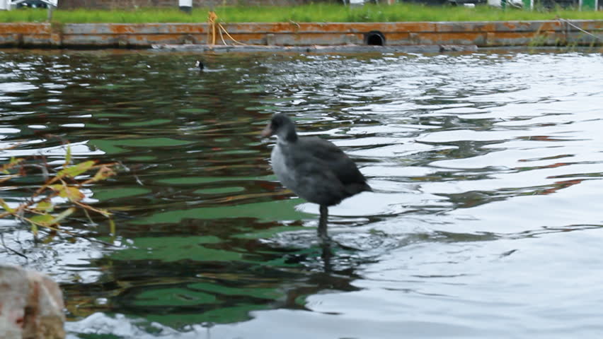 Close-up of Coot on the bank of the Zaan River entering the water to swim in Zaanse Schans (Holland)