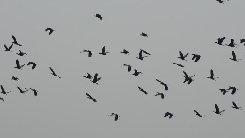 Flock of wild geese (branta ruficollis) flying over the lake on winter day. Wild migratory birds takes off in the great sunrise background.  Beautiful Slow Motion 4K Footage.