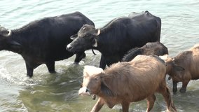 Beautiful black buffalo swimming in the lake. Dark Buffaloes Having A Bath in the lake. group of water buffalo crossing,swimming and soaking in the river. Animal Bathing Videos. 4K Slow Motion Footage