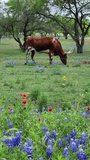 Texas bluebonnets in the foreground with a longhorn in the background