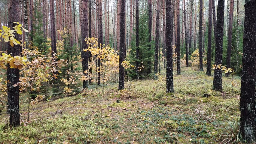 In the mixed forest there are pines, spruces, oaks and junipers. The trunks of the trees are covered with moss. Grass, green moss and blueberry bushes grow on the ground. The oaks have yellow leaves