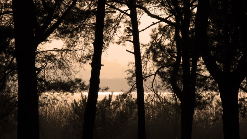 time lapse in forest. no birds and free of defects. 