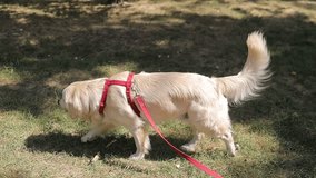 Golden retriever. Golden Retriever walking on a leash. Golden retriever on a leash along the sidewalk in the park, walking area. A golden retriever on a leash walking in the park with his owner.