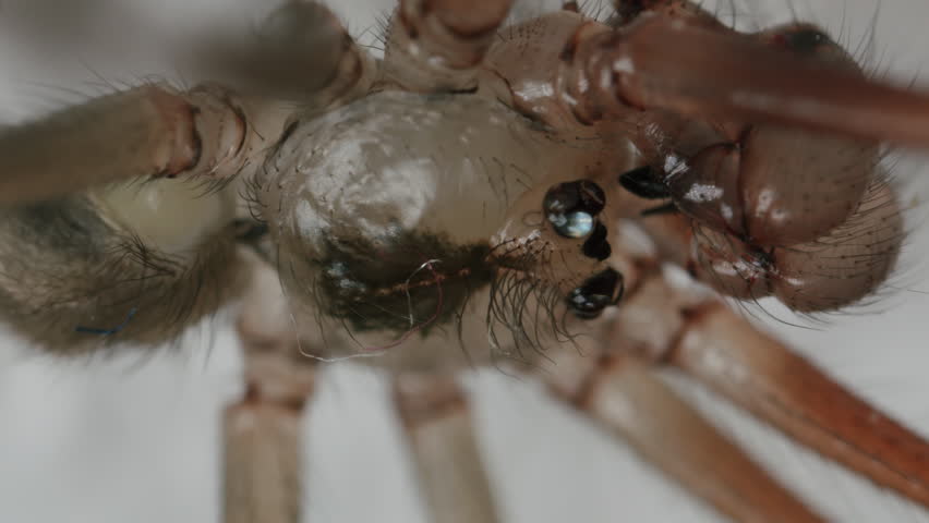 Closeup extreme macro daddy long legs spider head and top of legs. Still with slight zoom in