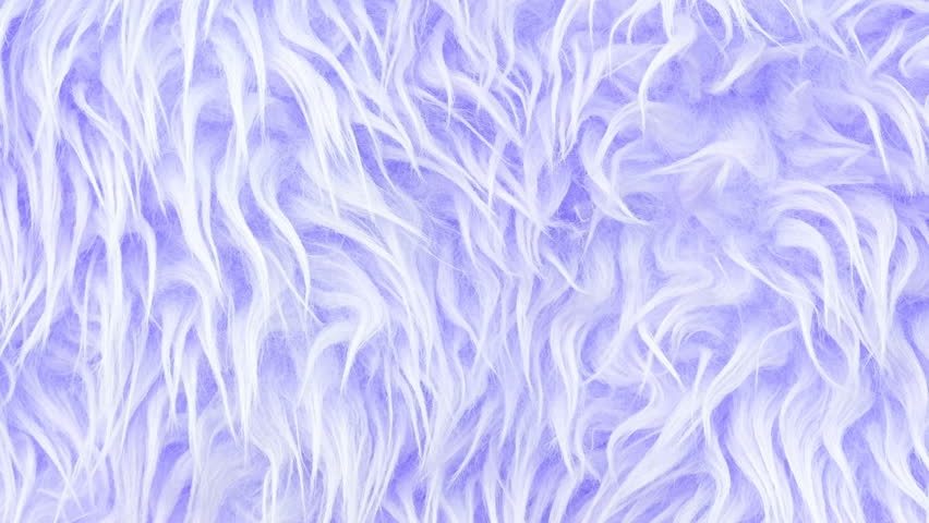 Video close up on texture of light purple or violet long artificial fur close up. Home decor and comfort concept. Square banner with copy space for social media Royalty-Free Stock Footage #3468585837