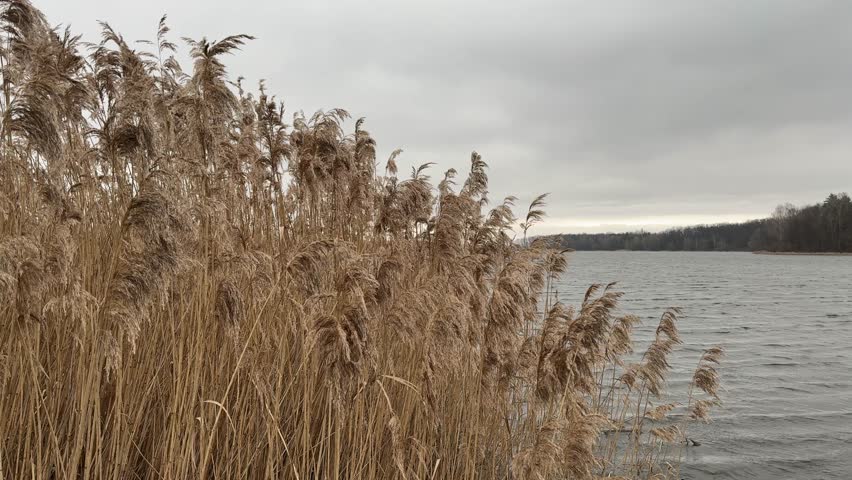 Swaying reeds under a strong wind against the background of a river and a gray cloudy sky