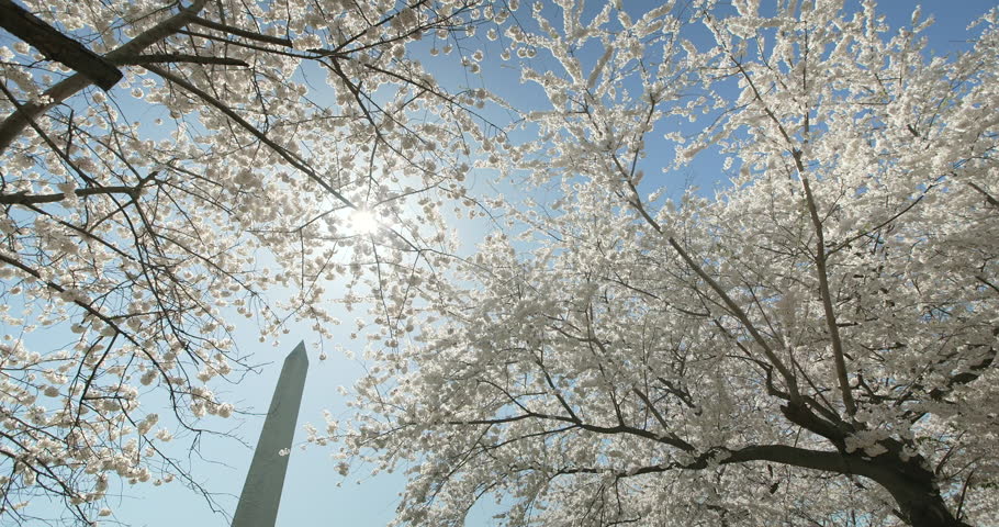 Washington Monument on Sunny Spring Day from Under Cherry Blossom Trees
