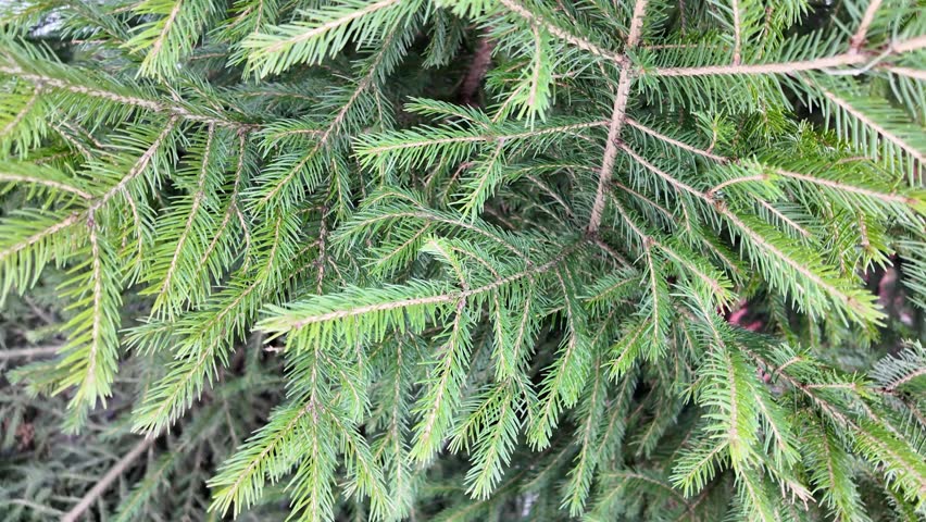 Green spruce branches spinning, natural background Royalty-Free Stock Footage #3468708463