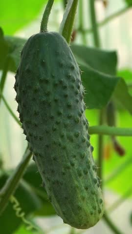 Close up of farmers male hands pick green ripe cucumber from branch in greenhouse. Harvesting of vegetables. Gardening, agriculture. Vertical shot