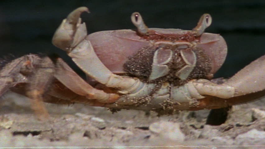 Shore crab on the beach