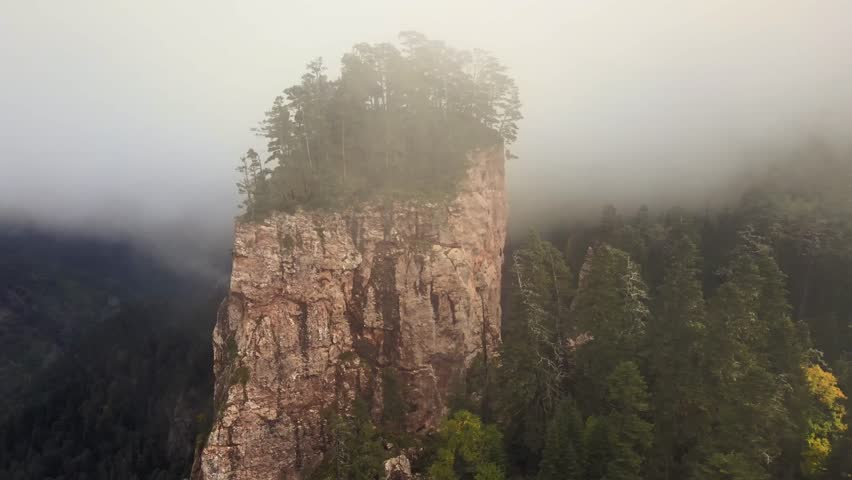 green trees on the hill