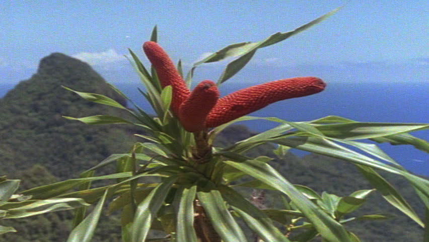Red tropical flowers