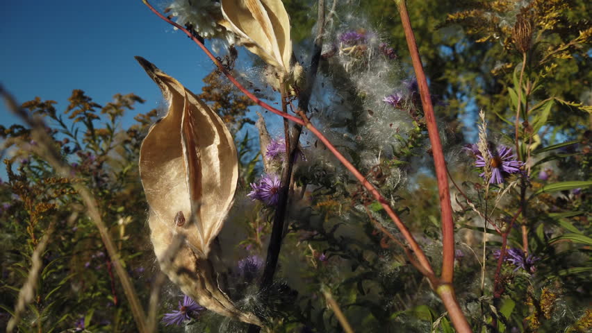 Close up of milkweed plant pods during seeding season