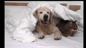 Golden retriever dog and tabby cat under blanket. - Powered by Shutterstock - Get 15% off with code: PIKWIZARD15