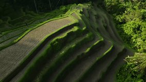 Stunning drone footage of the multi-tiered rice terraces of Tegallalang, Bali.
