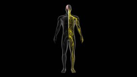 Left and right cerebral hemisphere controls movement of the right and left side of the body 3d rendered video clip