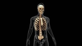 Anatomy of appendicular skeleton 3d rendered video clip