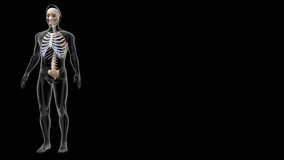 Anatomy of axial skeleton 3d rendered video clip