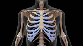 Clavicle (collarbone) 3d rendered video clip
