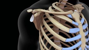 Glenohumeral joint 3d rendered video clip