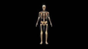 Number of bones in appendicular skeleton 3d rendered video clip