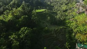 Stunning drone footage of the multi-tiered rice terraces of Tegallalang, Bali.